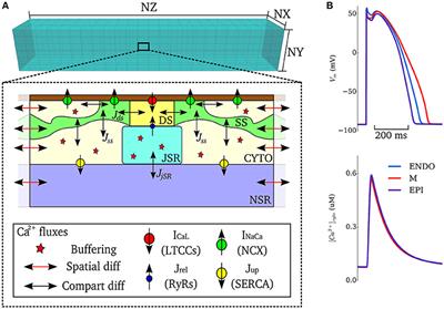 Trigger vs. Substrate: Multi-Dimensional Modulation of QT-Prolongation Associated Arrhythmic Dynamics by a hERG Channel Activator